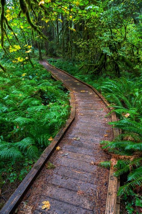 A Low Wooden Bridge Acts As A Trail Bending Left In The Hoh Rain Forest