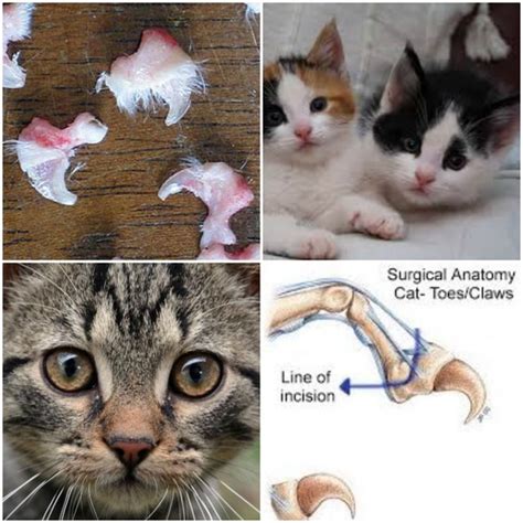 Benefits Of Declawing Your Cat Cat Meme Stock Pictures And Photos