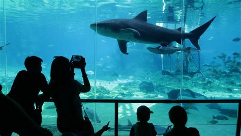 Sea World Voted Number One Tourist Attraction In Australia Beating