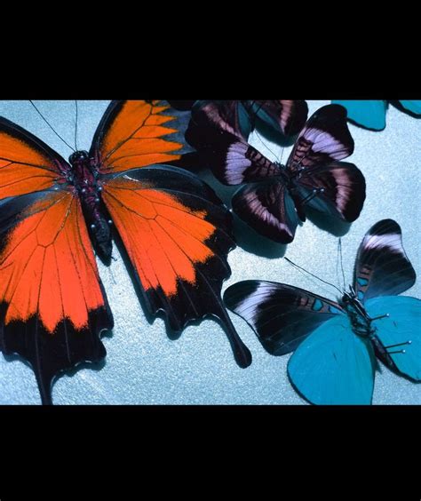 Various Pinned Butterflies Painting Nature Photos Art