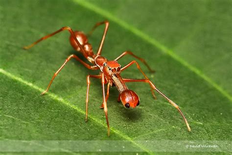 Ant Mimicking Jumping Spiders Myrmaplata Plantaleoides Singapore Geographic