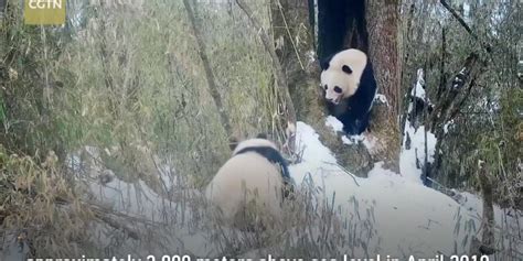 Rare All White Panda Spotted On Camera In Sw China S Sichuan Myanmar International Tv