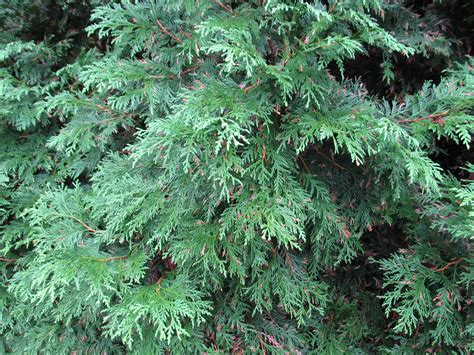Comparing Western Red Cedar And ‘green Giant Arborvitaes What Grows