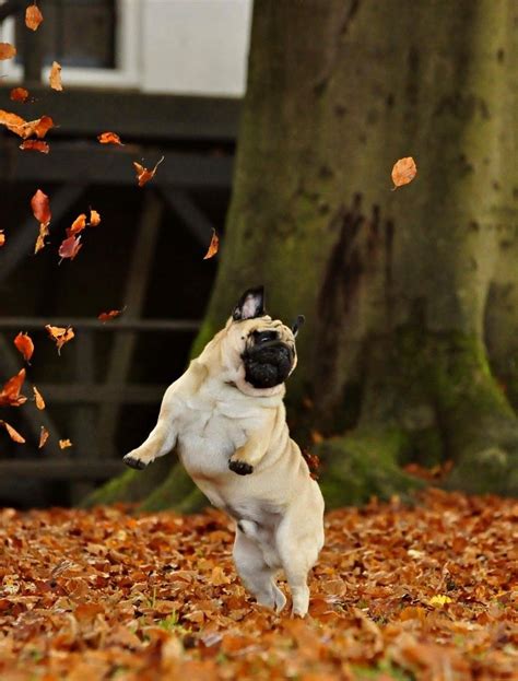 Frolicking Autumn Pug Pugs Cute Pugs Cute Animals