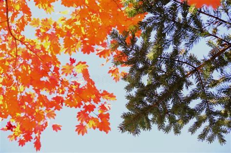Autumn Red Maple Leaves And Spruce Branches On Blue Sky Background