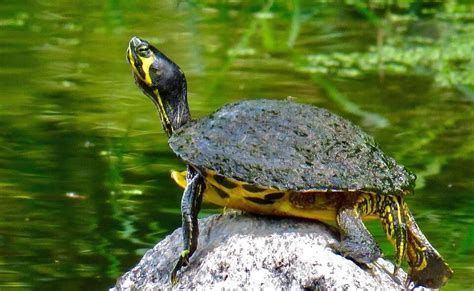Yellow Bellied Slider Care Guide Diet Size And Tank Set Up