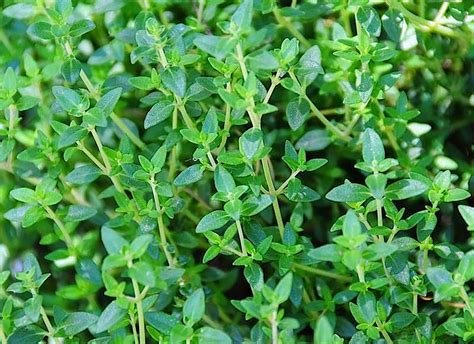Englishfrench Thyme Herb Thymus Vulgaris Live Plant 3 Pot Ebay