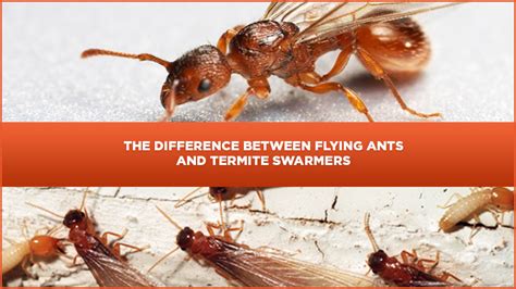 Learn The Difference Between Flying Ants And Termite Swarmers