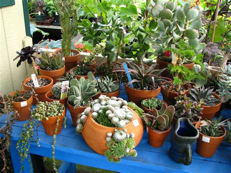 Unlike other cacti, the christmas cactus (schlumbergera x buckleyi) and its relatives don't live in hot, arid environments such as deserts or plains. Cacti and Succulents as Houseplants | World of Succulents