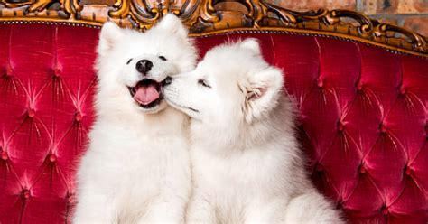 7 Fascinating Reasons Why Dogs Kiss Each Other Dogvills