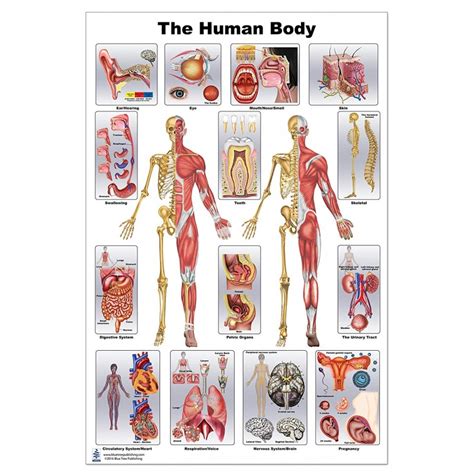 Anatomy Poster The Human Body Vrogue Co