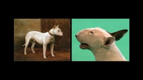 Bull Terrier Now And Then Dog Friends Bull Terrier Terrier Breeds