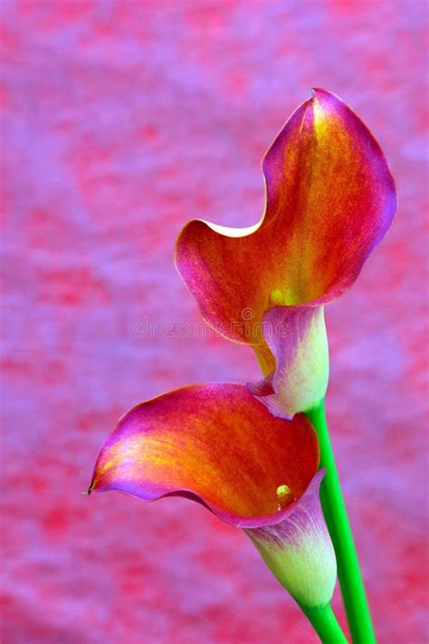 Entwined Calla Lilies Stock Image Image Of Lily Close 6155209