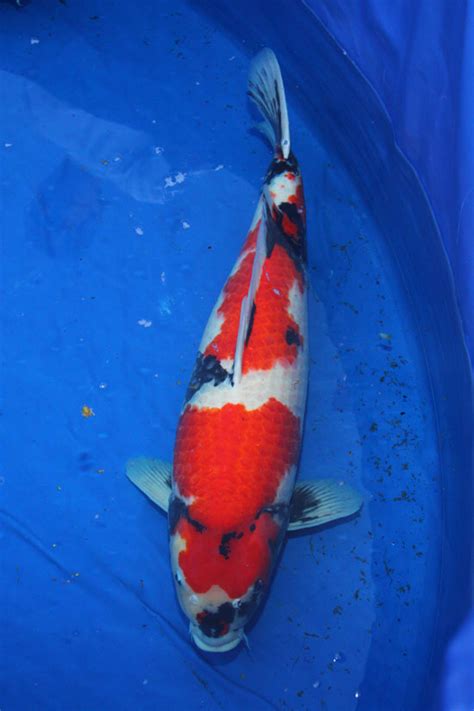 Gosanke Japanese Koi - Kohaku, Showa Sanke and Taisho Sanke