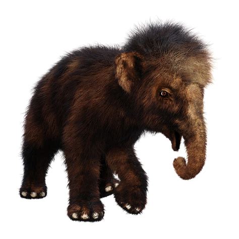 Mummified Baby Woolly Mammoth Discovered By Gold Miner In Yukon Canada