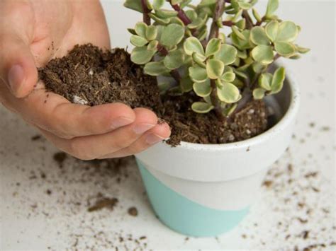How do you make your own soil for your houseplants? Best Soil for Succulents | DIY