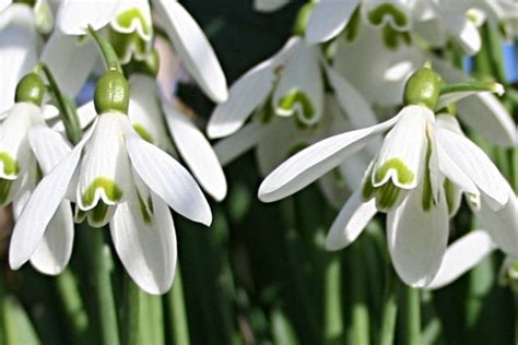 The annual pincushion flowers should be replanted every year, while the perennials have foliage that returns every year and remains green as well. Flower Garden and Seasons: Flowers That Bloom All Year ...