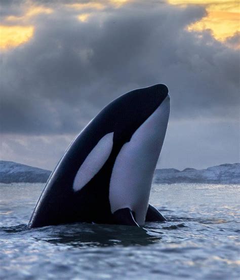 Pcb Pollution Threatens To Wipe Out Killer Whales Zsl