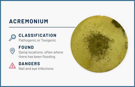 12 Common Types Of Mold Found In The Home