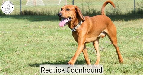 The Redtick Coonhound The American English Coonhound