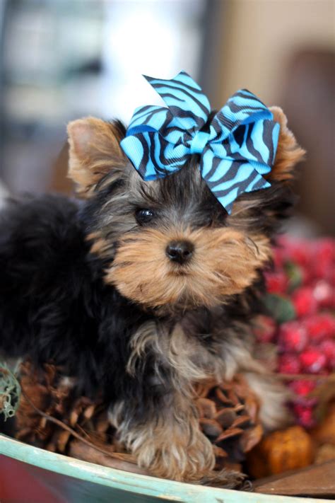 These yorkshire terrier puppies located in texas come from different cities, including, texas, san antonio, poteet, lipan, houston, dallas, austin. Fourche Terrier - Global Dog Breeds