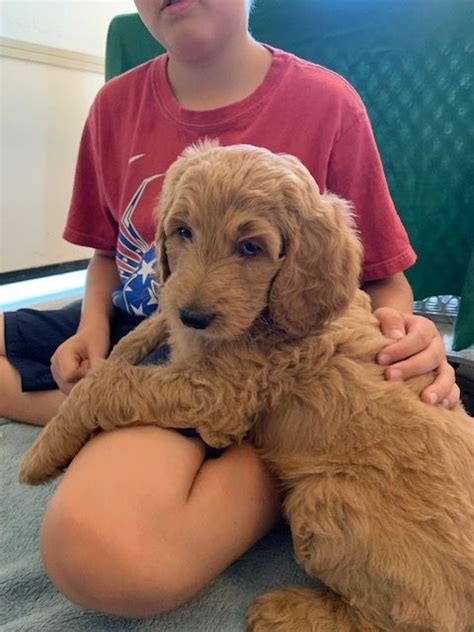 (around february 6) feel free to message me to have your name placed on the wait. Goldendoodle Puppies For Sale | Milwaukee, WI #305202
