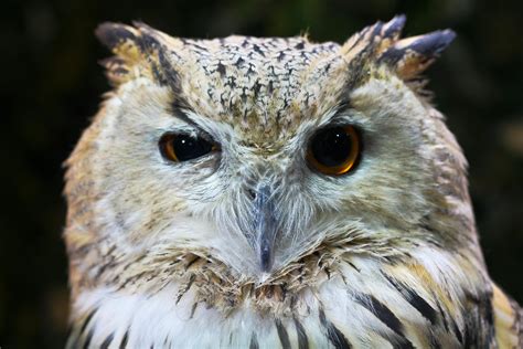 White Owl · Free Stock Photo