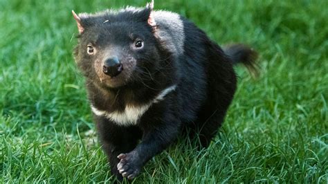 Are Tasmanian Devils Fighting Their Way To Extinction Howstuffworks