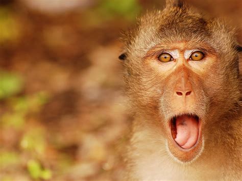 Funny Monkey Face High Quality Hd Wallpaper Preview