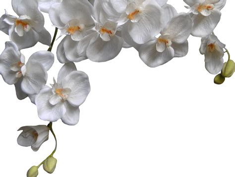 Free Orchid Png Download Free Orchid Png Png Images Free Cliparts On Clipart Library
