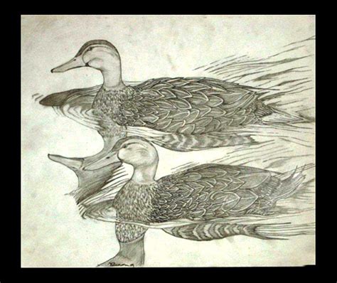 Check spelling or type a new query. Florida Wildlife Art, Florida Bird Artist, Pencil Sketches ...