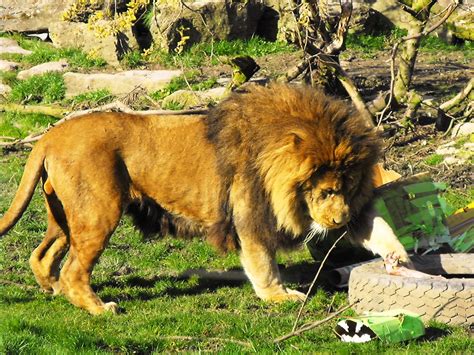 Lion Eating Lion At Blackpool Zoo 2011 William Allen Flickr