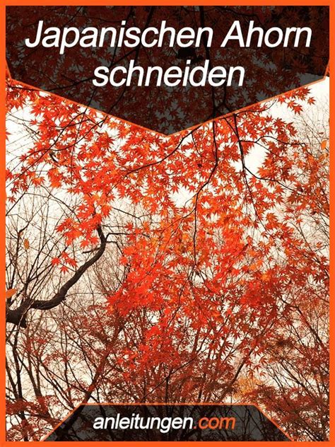 Ein schnitt raubt ihnen lediglich ihren wertvollen austrieb und wirft sie in ihrer entwicklung zurück. Anleitung: Japanischer Ahorn schneiden | Japanischer ahorn ...