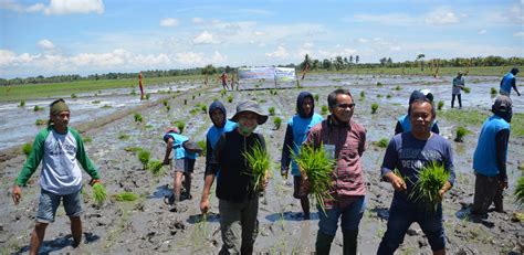 Datu paglas tacurong driving directions. RICE PLANTING RACE IN DATU PAGLAS BRINGS JOY TO THE ...