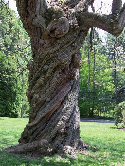 New England As I See It Twisted Tree Trädstam Trädkonst Vacker Natur