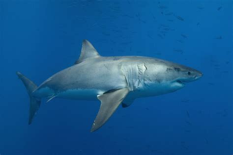 Incredible Facts About Great White Sharks Free The Ocean