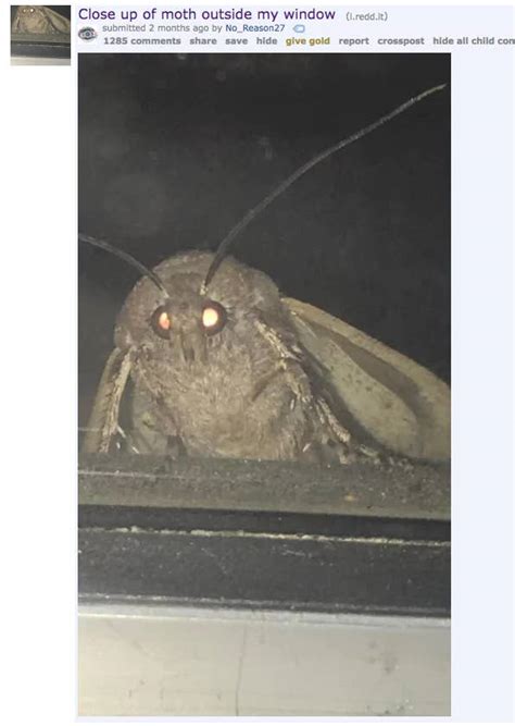 Moth Memes Are Here And They Are Hilarious