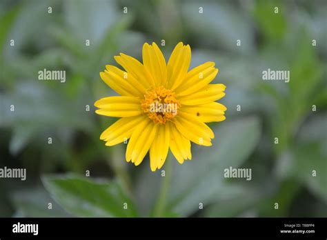 Little Yellow Star Stock Photo Alamy