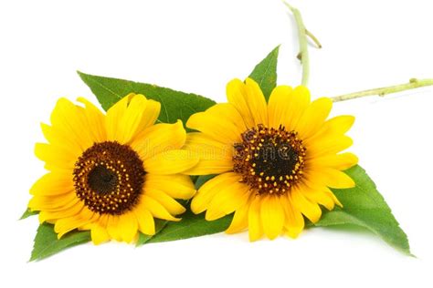 Sunflower With Green Leaf And Seeds Isolated On White Background Stock