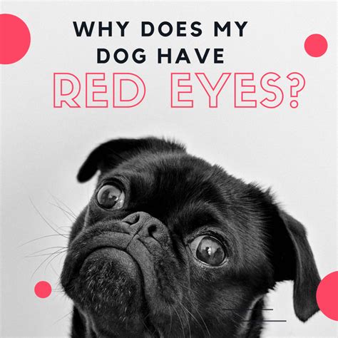 7 Serious Reasons Your Dogs Eyes Are Red And Inflamed And What To Do