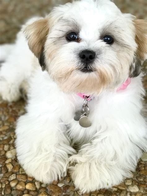 Behind the ears, on the neck, behind the legs and the feet. Haircut style #doghaircutsstyles | Havanese puppies, Teddy ...