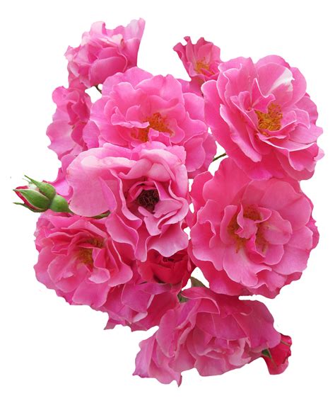Pink Flower Png Transparent Pink Flowerpng Images Pluspng