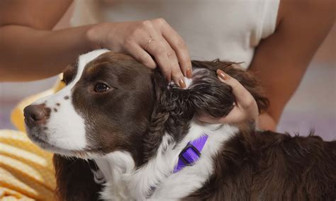 How To Clean Dog Ears Everything You Need To Know Bechewy
