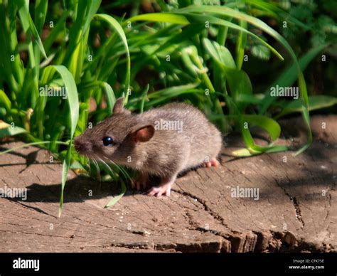 Baby Wild Brown Rat Rattus Norvegicus Eating Crumbs Left For The Birds