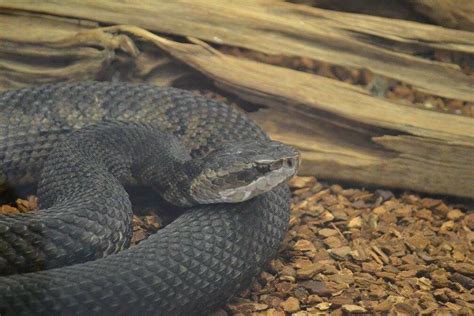Do Snakes Hibernate In Florida Houses In Winter Wildlife Troopers