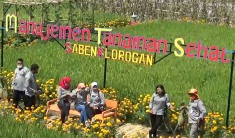 Wisata kp jambu taman bunga pandeglang banten youtube. Wisata Pandeglang Taman Bunga / Wisata Taman Bunga ...