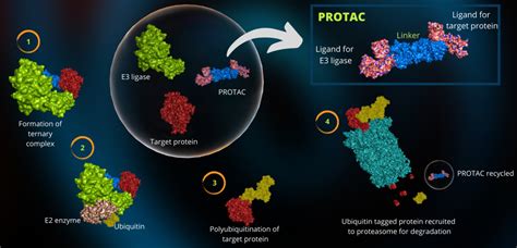 Protein Degradation Ubiquitination Protac