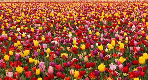 Wallpaper Tulips Flowers Field Different Lots Spring 2160x1180