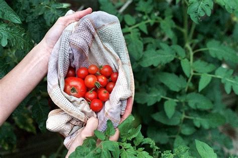 Look for baby or patio. Fertilizing Tomatoes