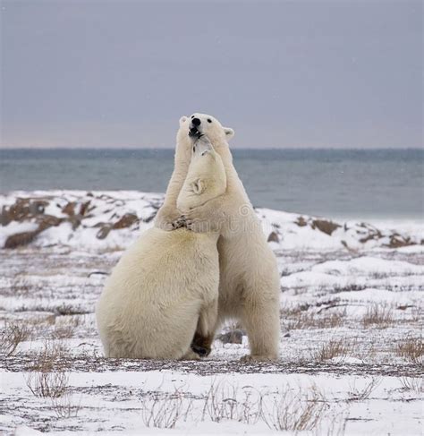 Bear Hug Stock Image Image Of Coastal Bear Arctic 84895651